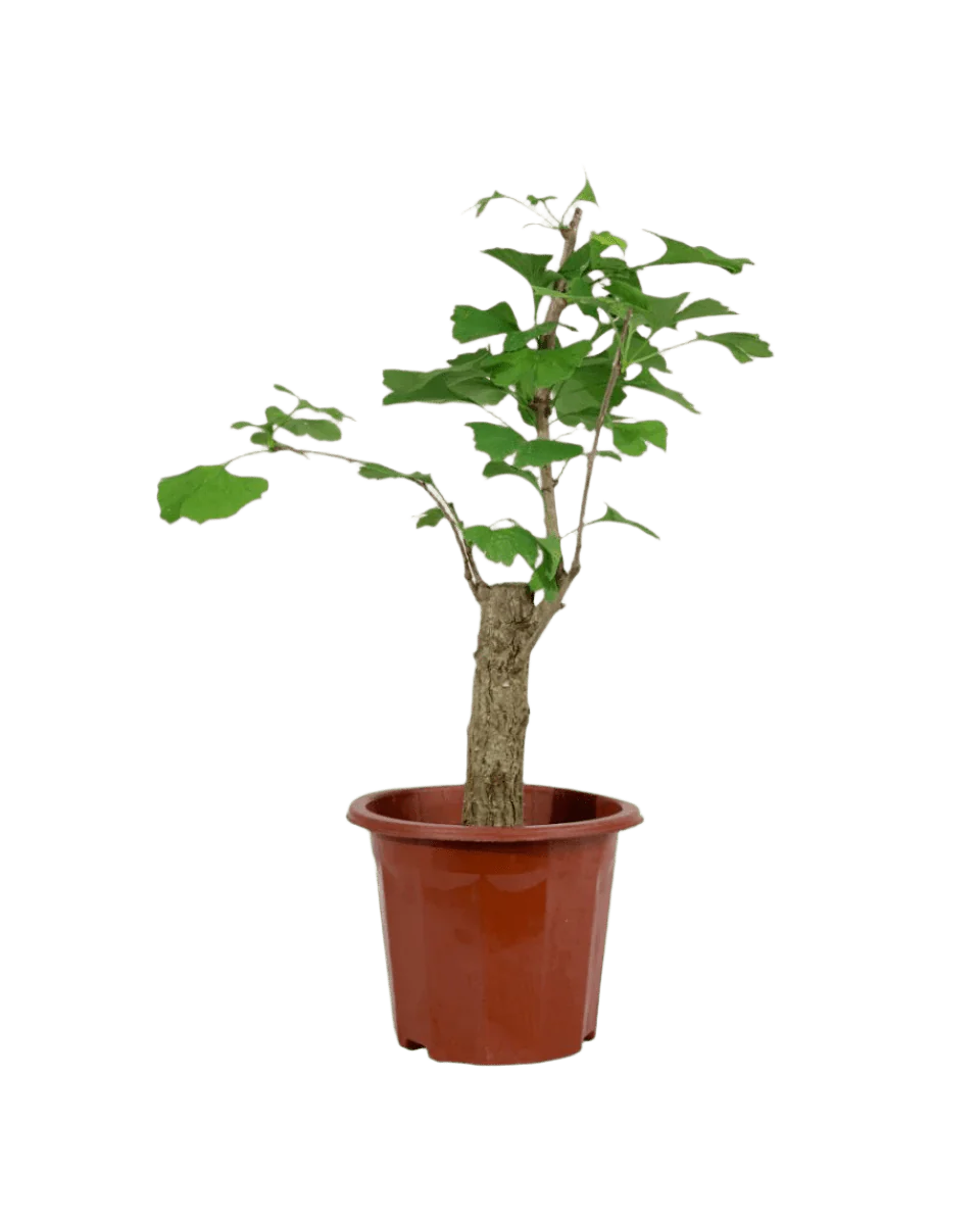 Ginkgo Biloba - Image 9