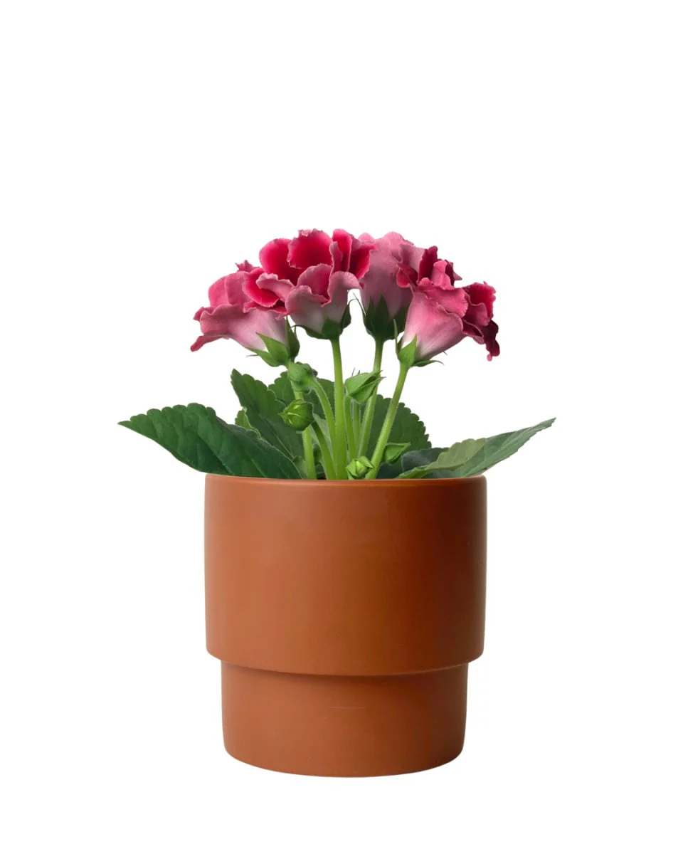 Gloxinia - Assorted Color