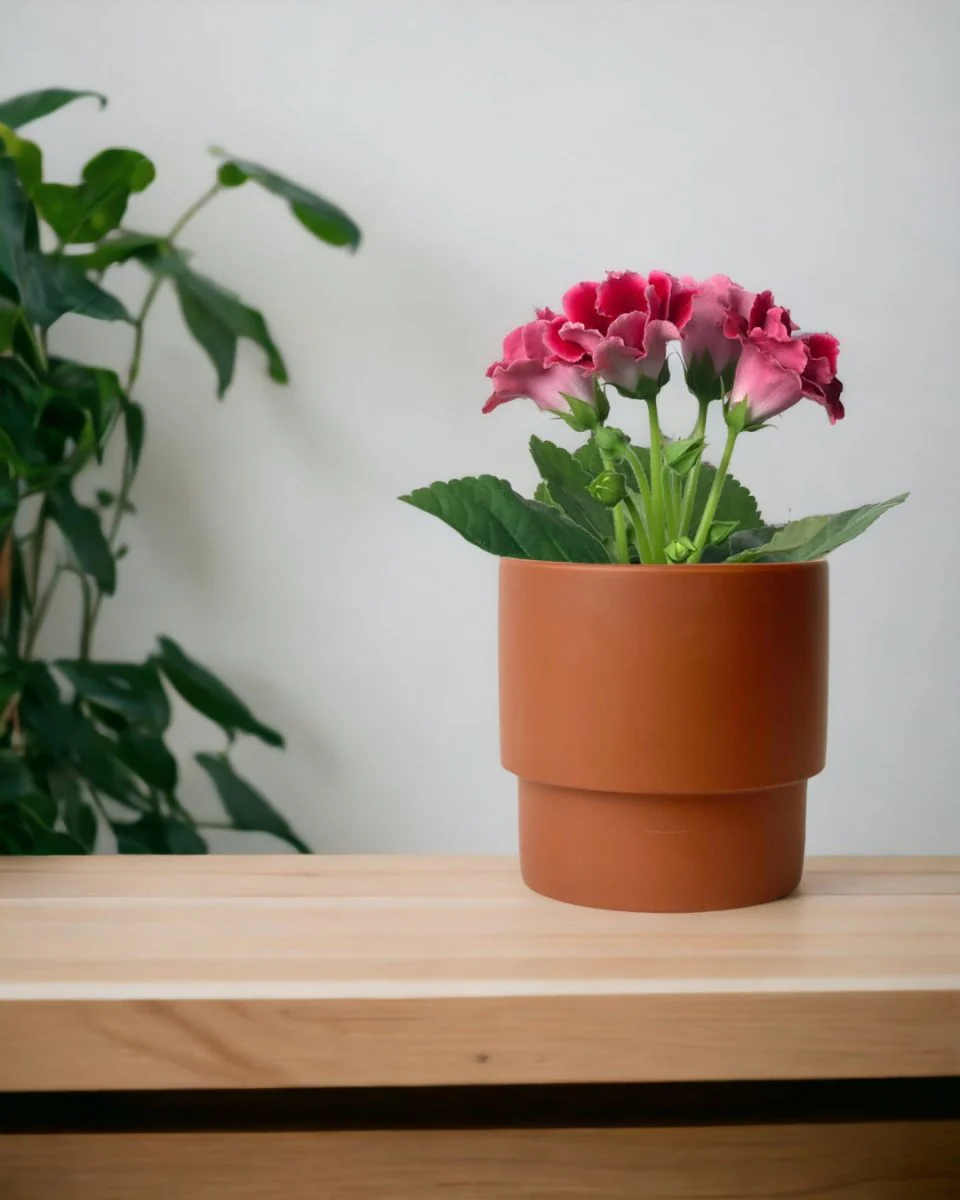 Gloxinia - Assorted Color - Image 2