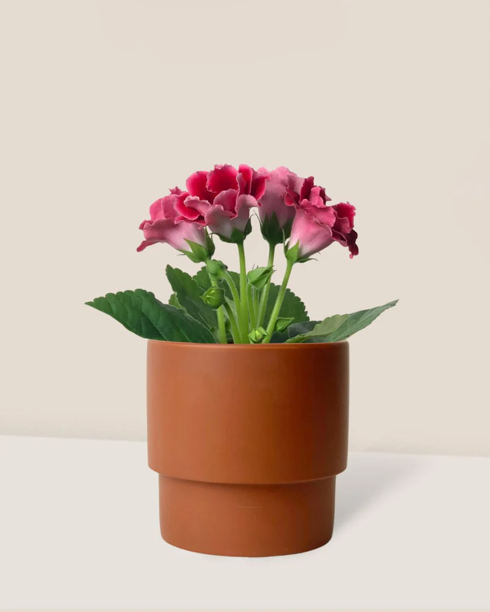 Gloxinia - Assorted Color - Image 3