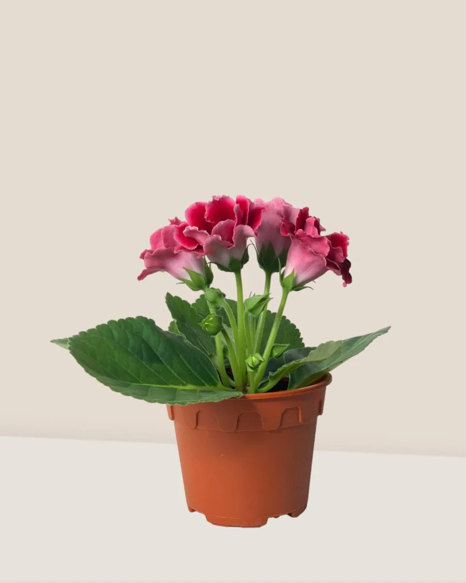 Gloxinia - Assorted Color - Image 4