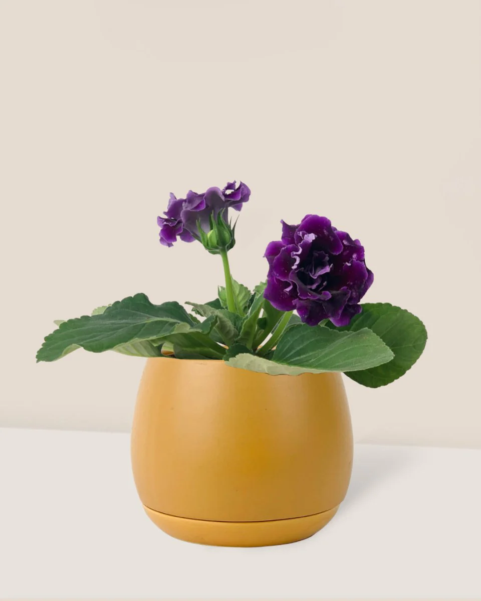 Gloxinia - Assorted Color - Image 5