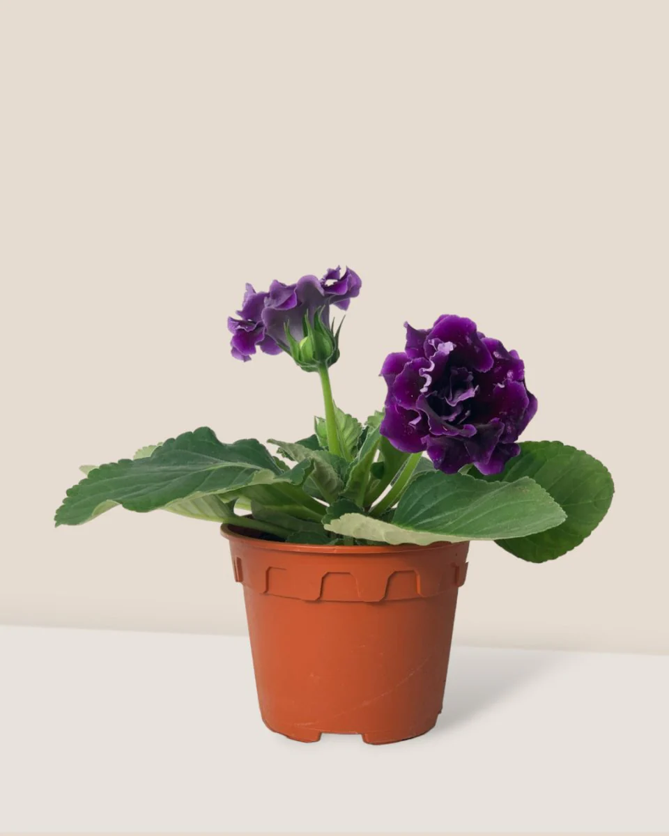 Gloxinia - Assorted Color - Image 6