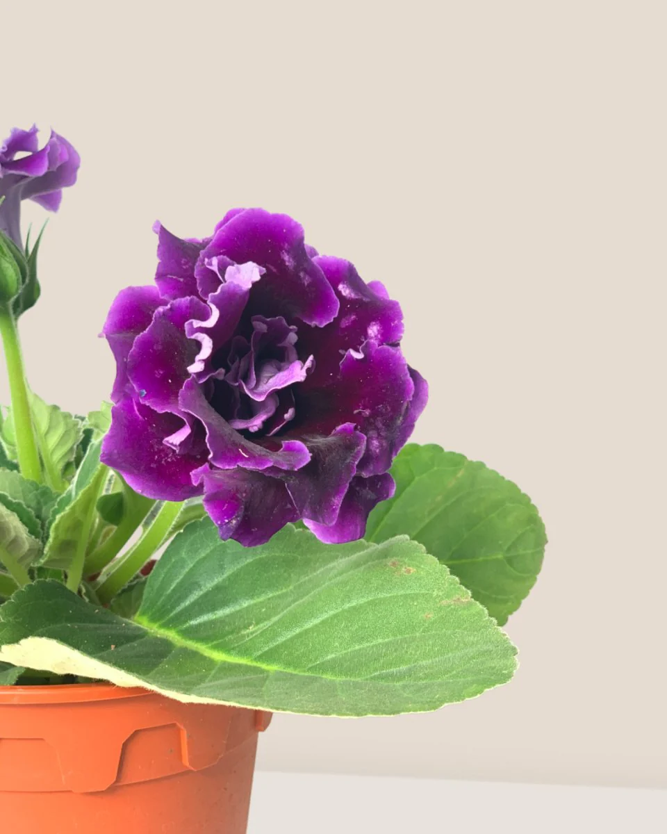 Gloxinia - Assorted Color - Image 7