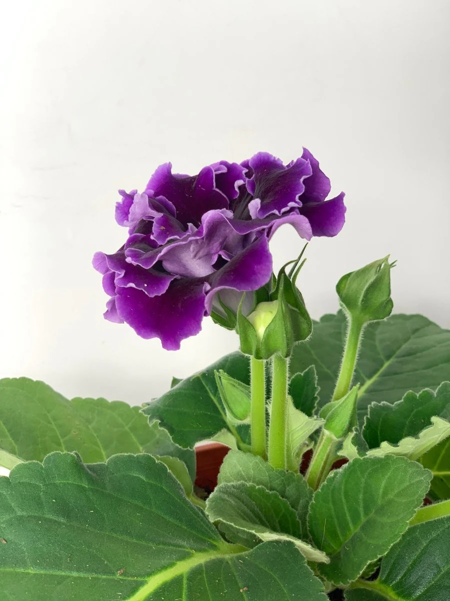 Gloxinia - Assorted Color - Image 8