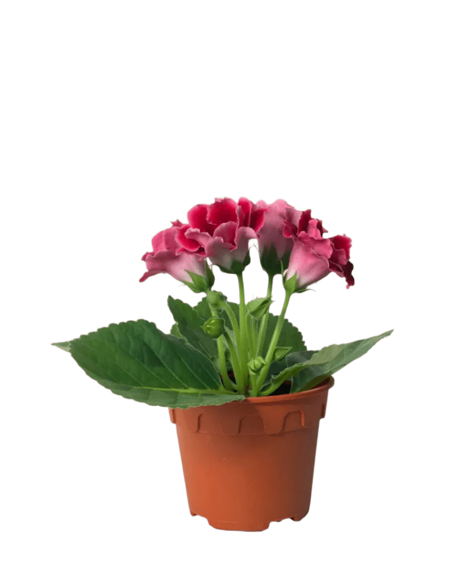 Gloxinia - Assorted Color - Image 9