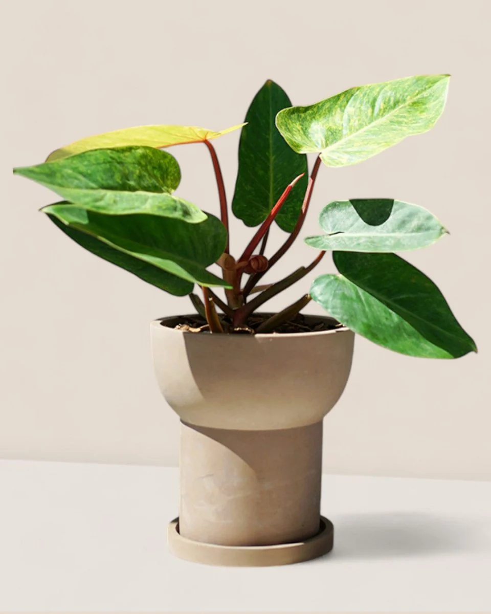 Halo Planters - Image 4