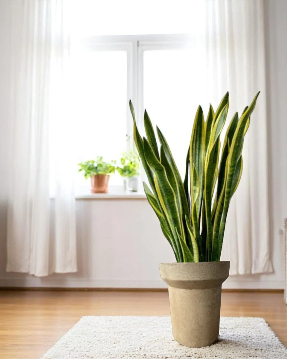 Halo Planters (Large)
