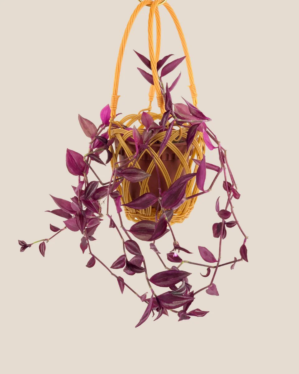 Hanging Basket - Image 2