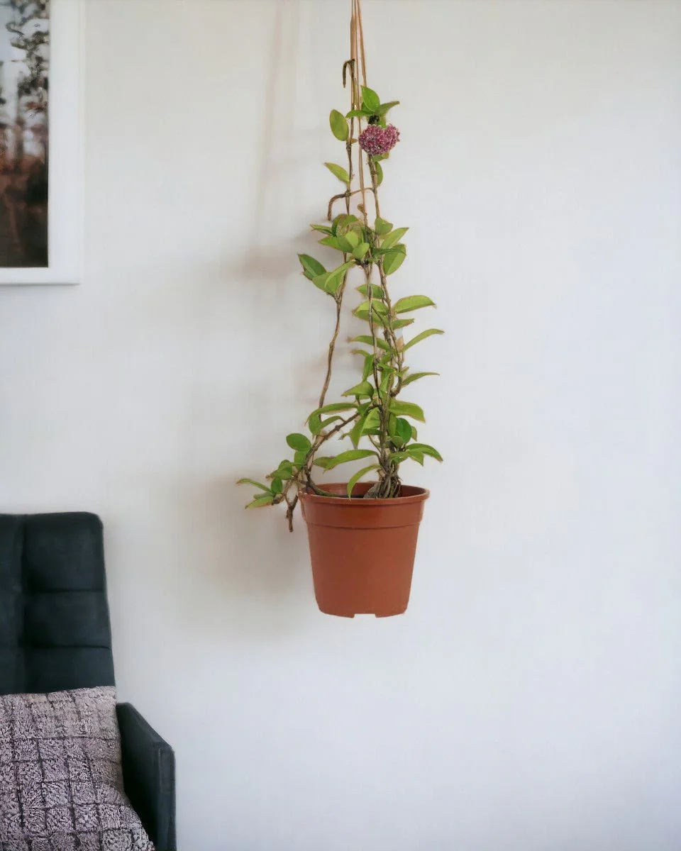 Hanging Hoya