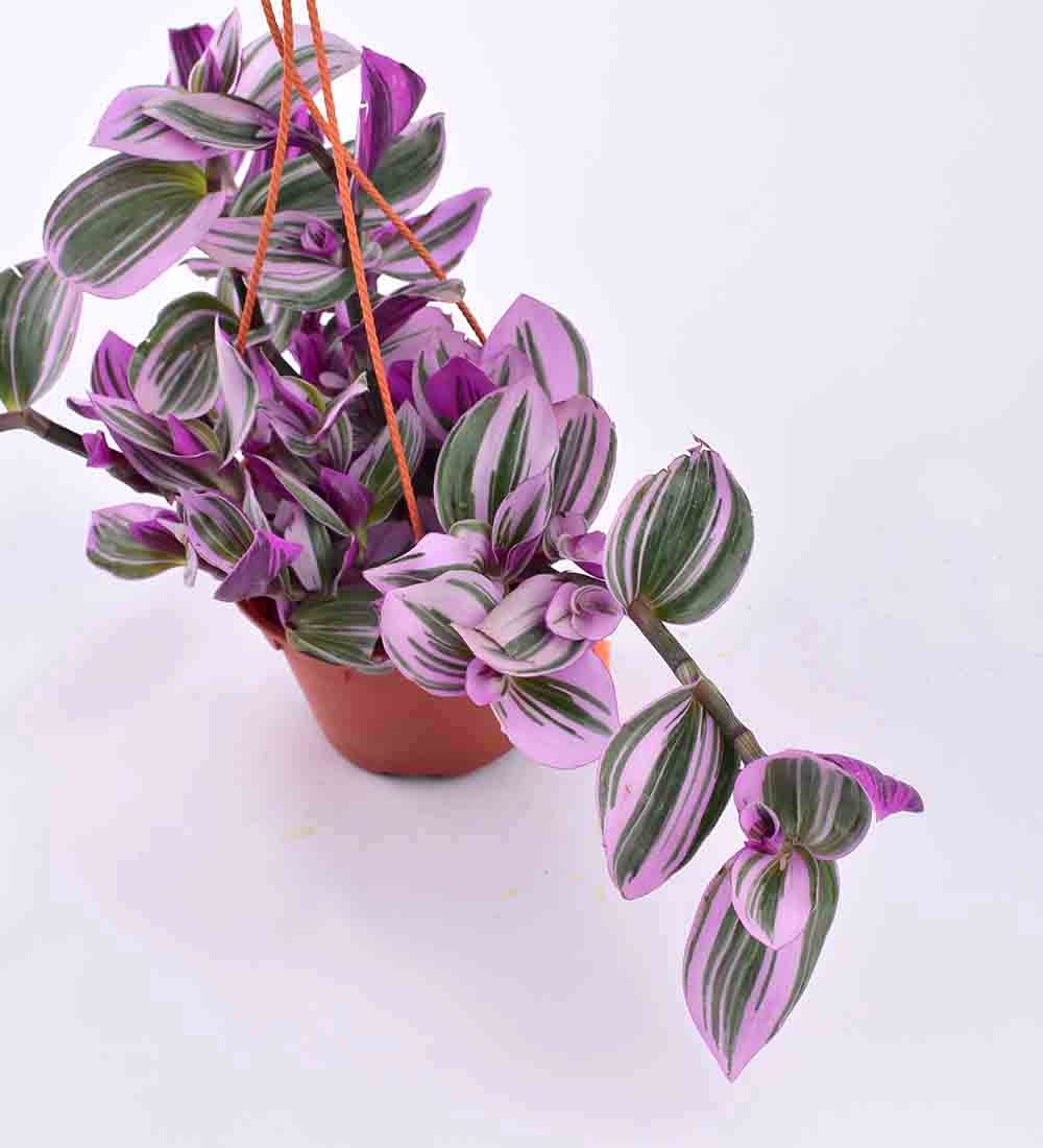 Tradescantia Nanouk (Hanging/Potted) - Image 5