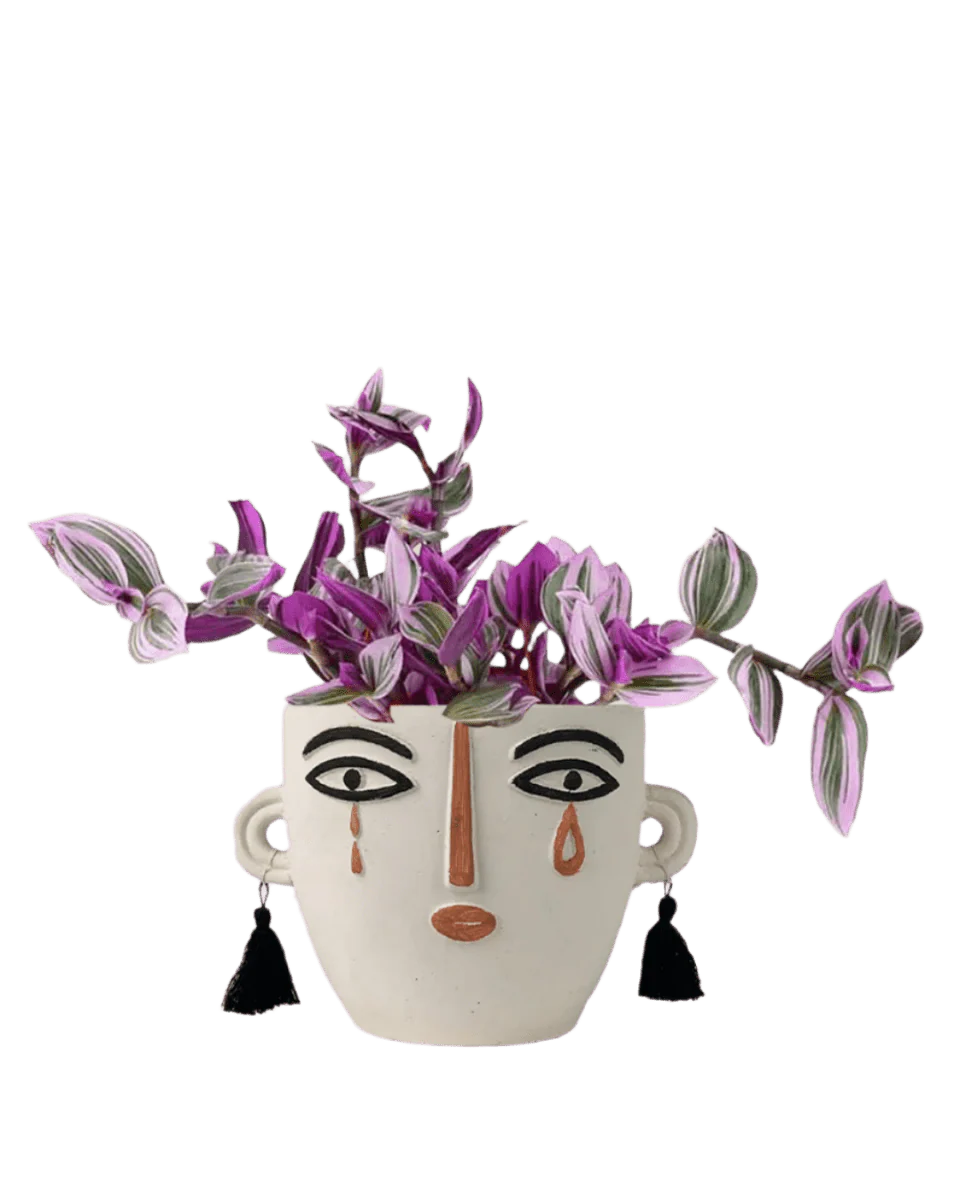 Tradescantia Nanouk (Hanging/Potted) - Image 8