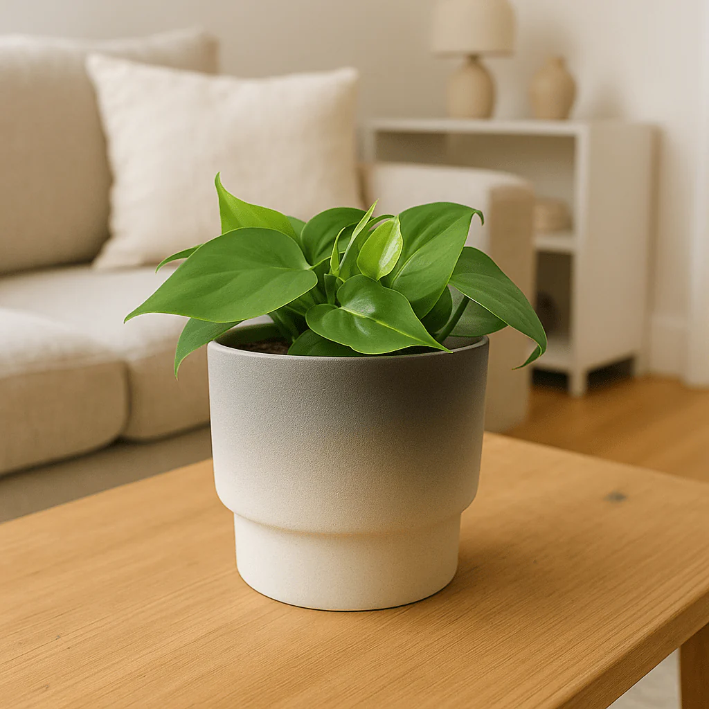 Hazey Ceramic Pot