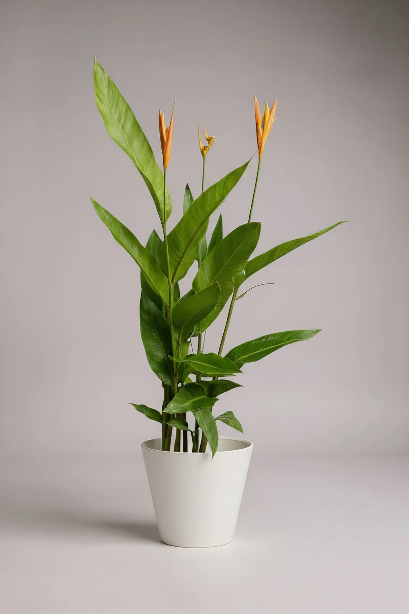 Heliconia - Tall - Image 3