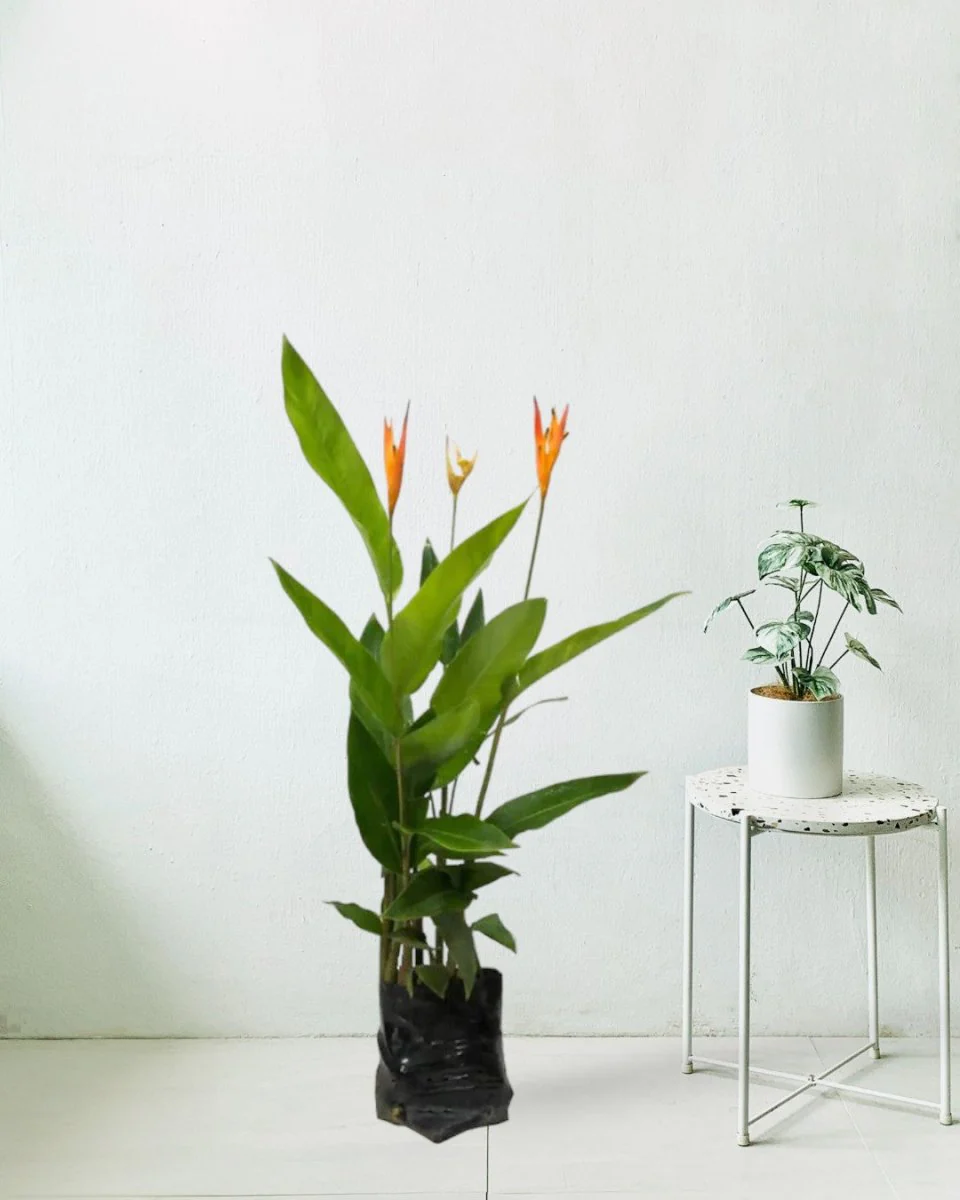 Heliconia - Tall - Image 6