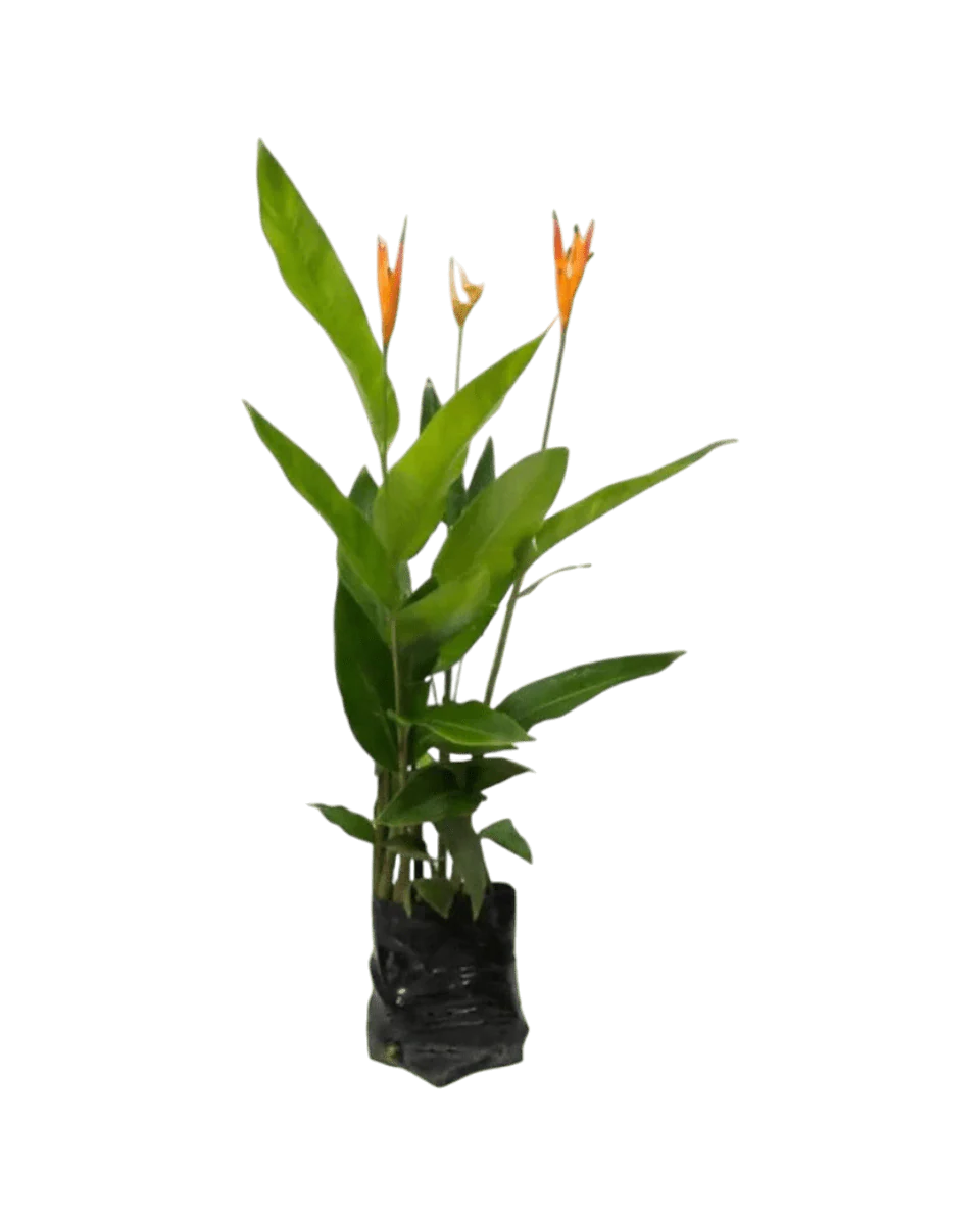Heliconia - Tall - Image 7