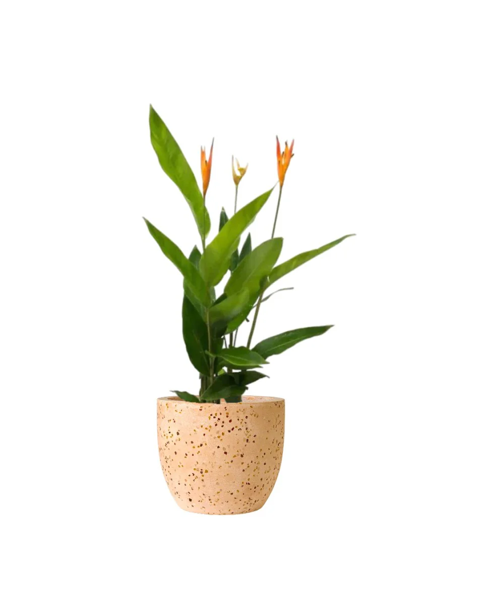 Heliconia - Tall - Image 8
