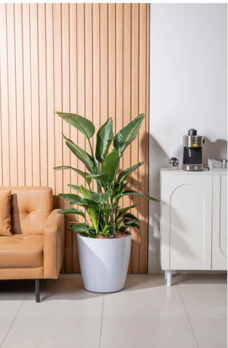 HydroEase Classic Self-Watering Pot - XL - Image 6