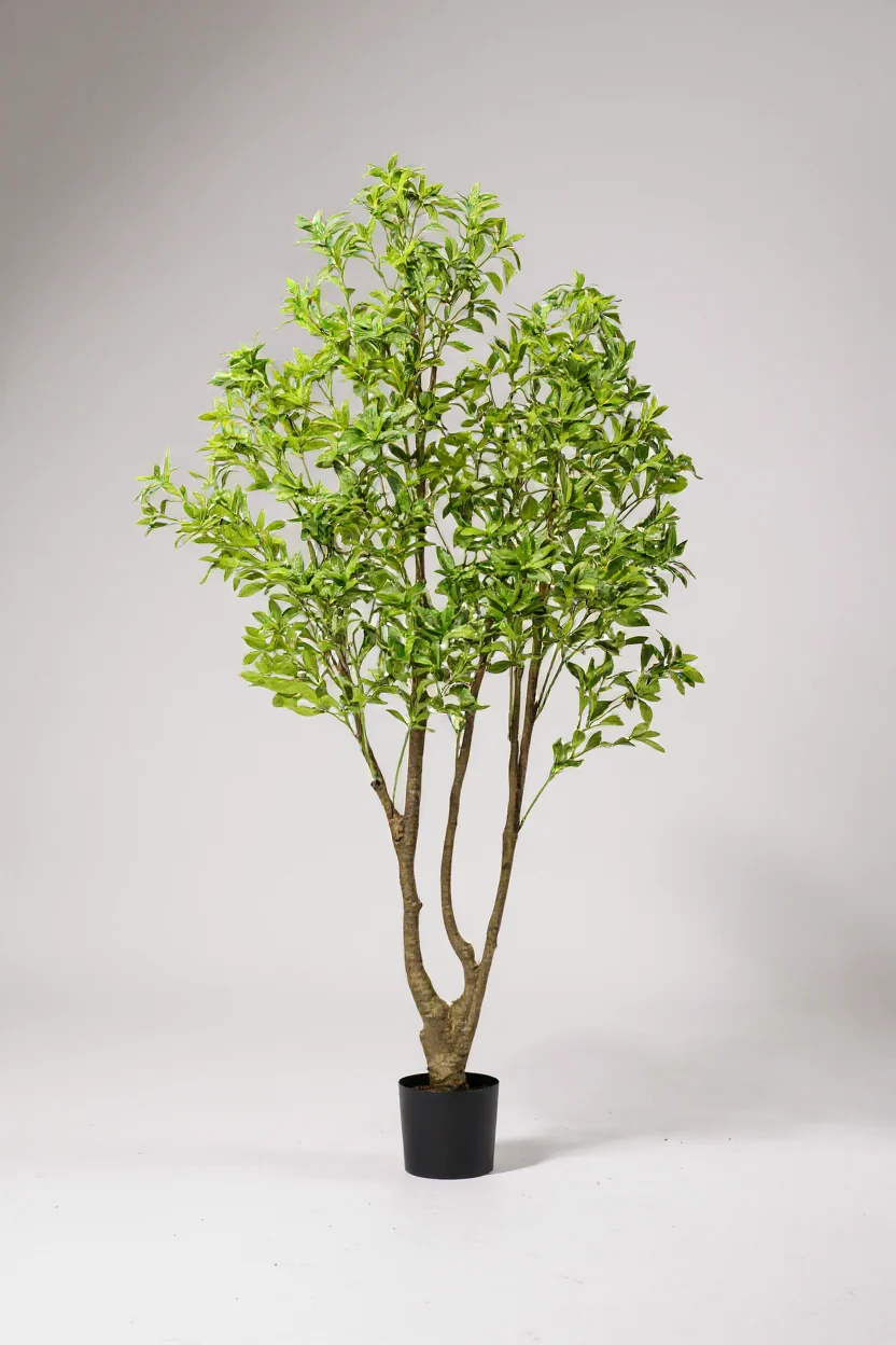 Japanese Andromeda (Life-like Artificial) - Image 10