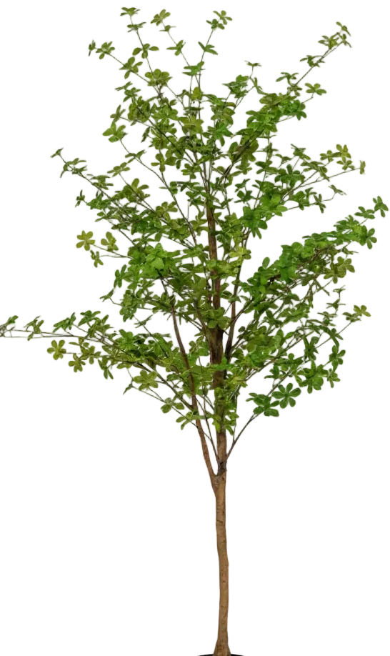 Japanese Andromeda (Life-like Artificial) - Image 21