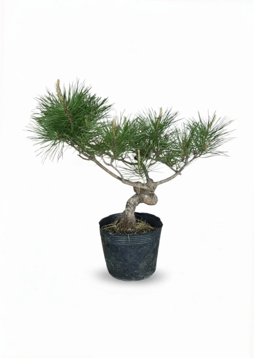 Japanese Black Pine Bonsai - Petite - Image 2