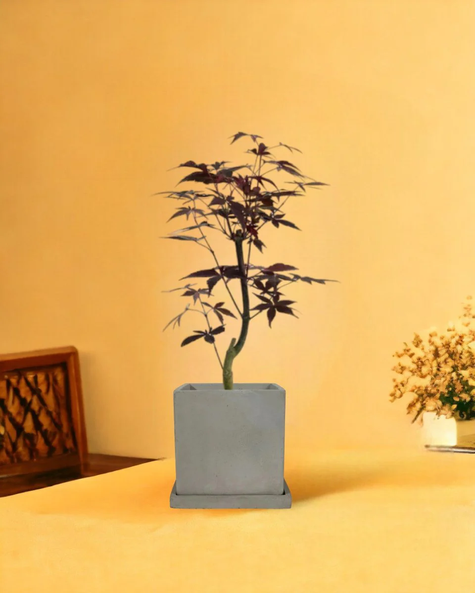Japanese Maple Acer - Image 10
