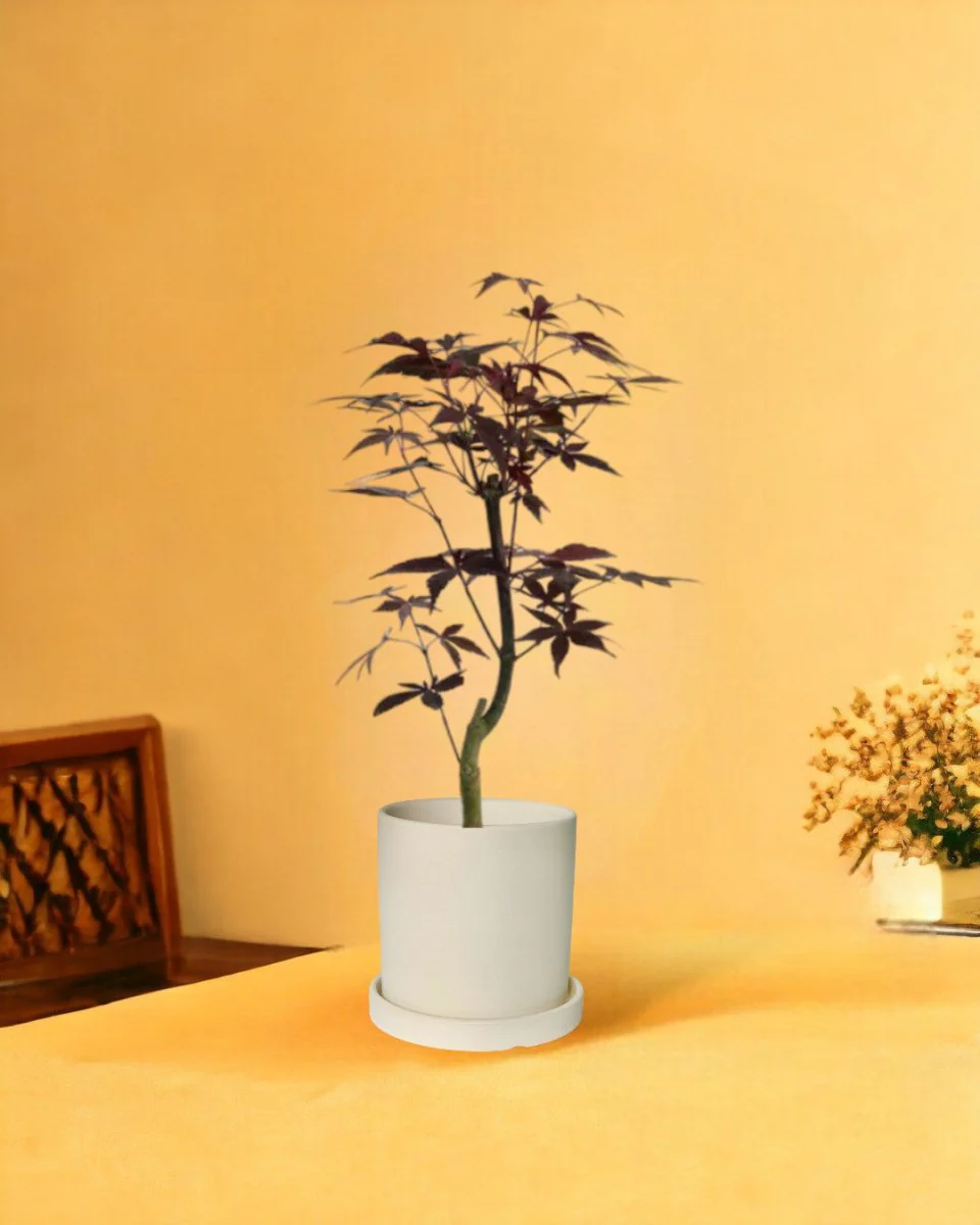 Japanese Maple Acer - Image 12