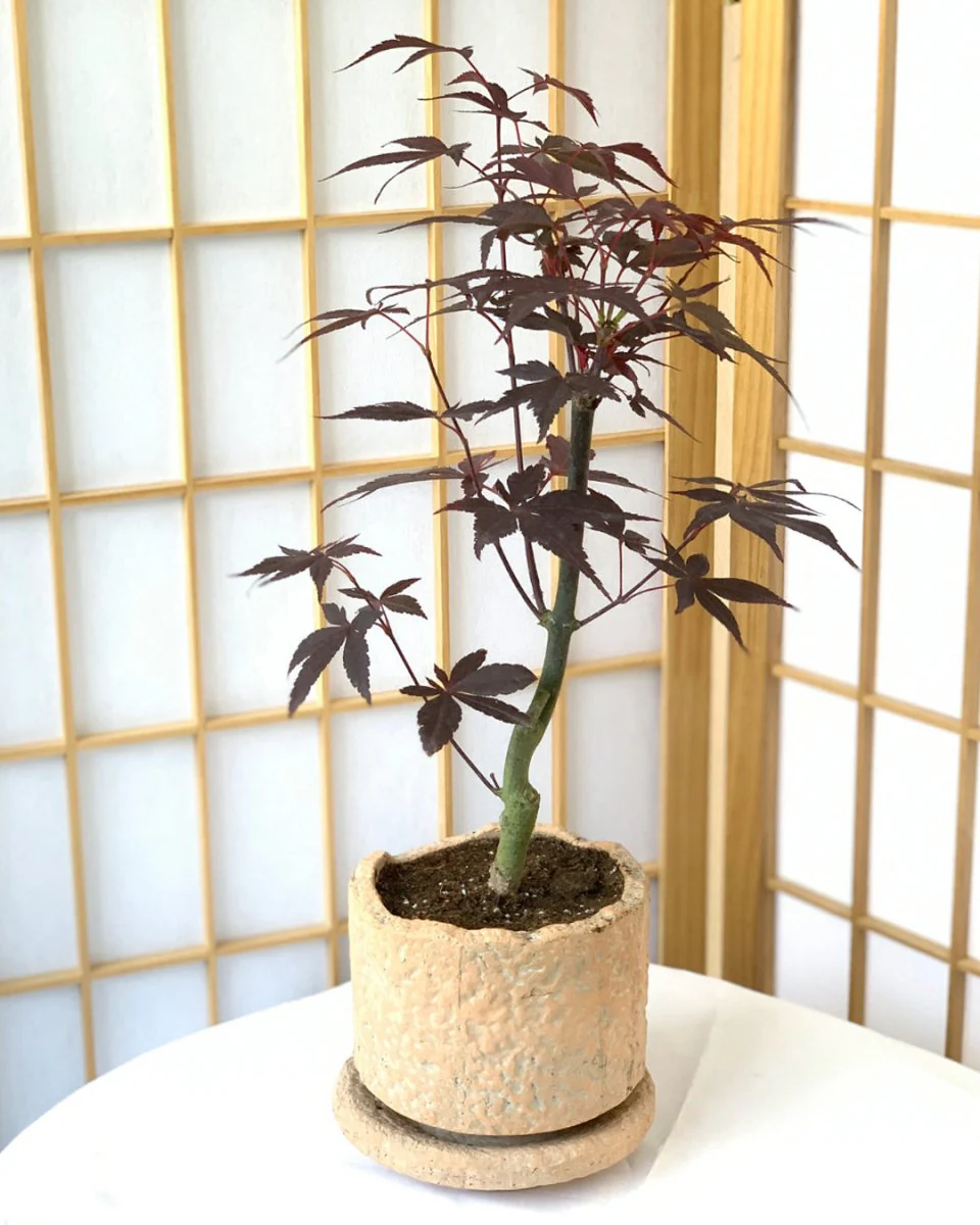 Japanese Maple Acer - Image 14
