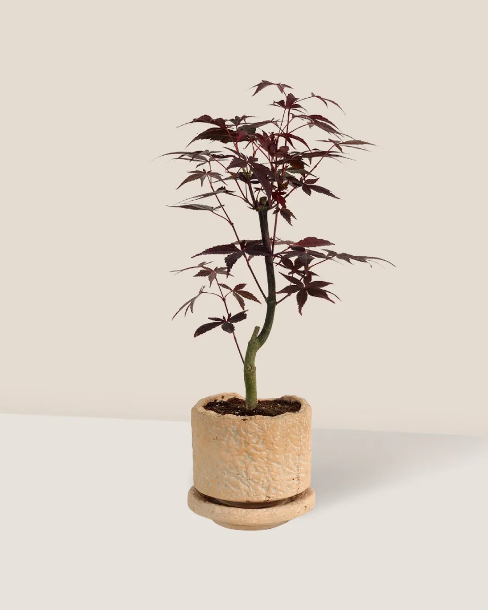 Japanese Maple Acer - Image 15