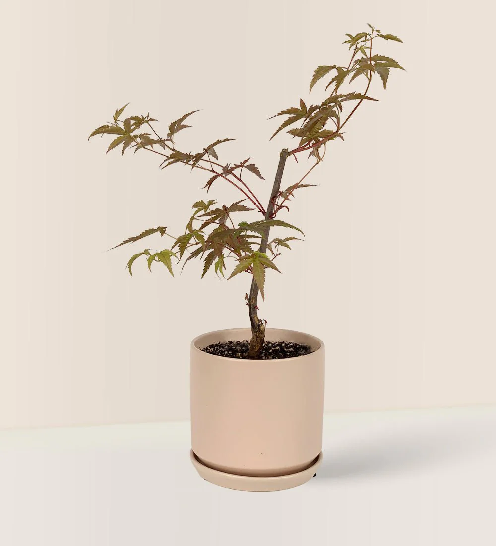 Japanese Maple Acer - Image 16