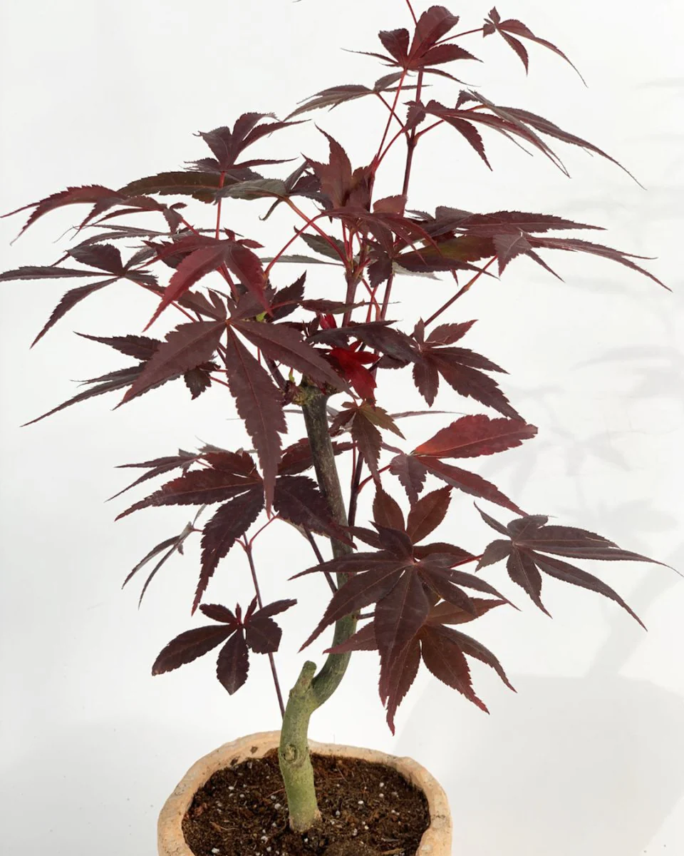 Japanese Maple Acer - Image 17