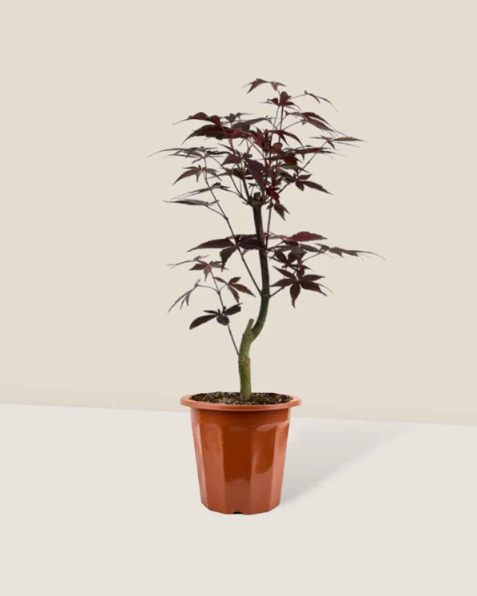 Japanese Maple Acer - Image 18