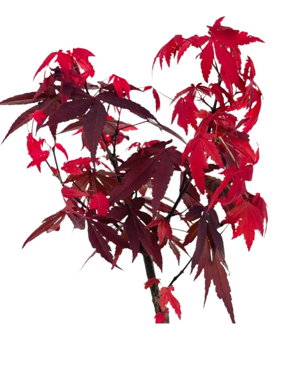 Japanese Maple Acer - Image 3