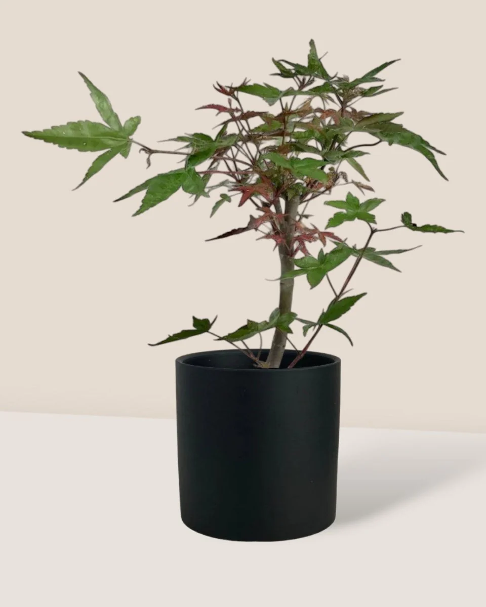 Japanese Maple Acer - Image 4