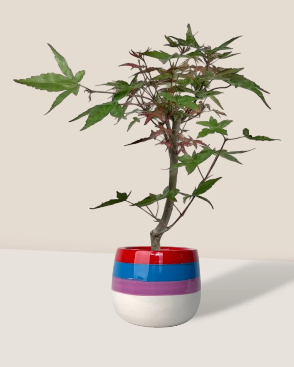 Japanese Maple Acer - Image 5