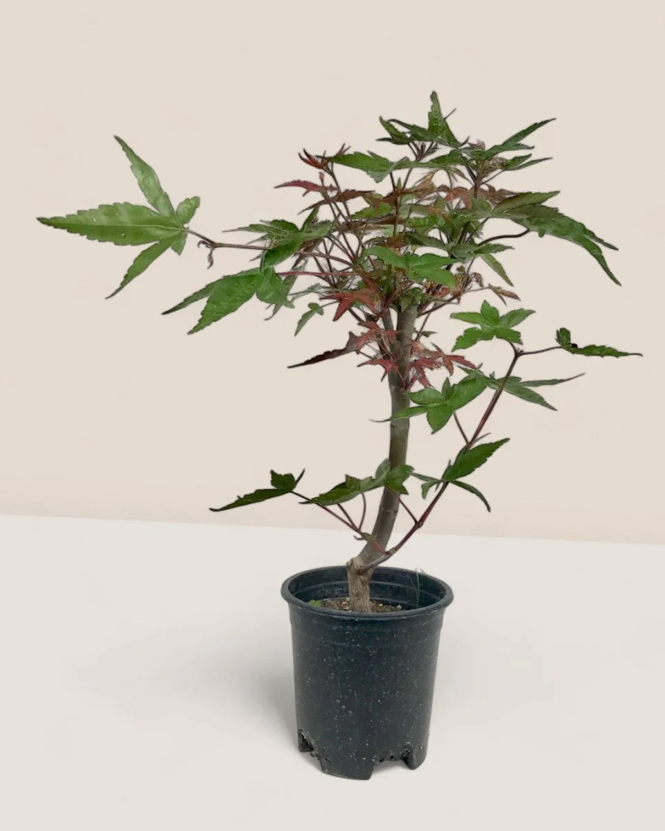 Japanese Maple Acer - Image 6