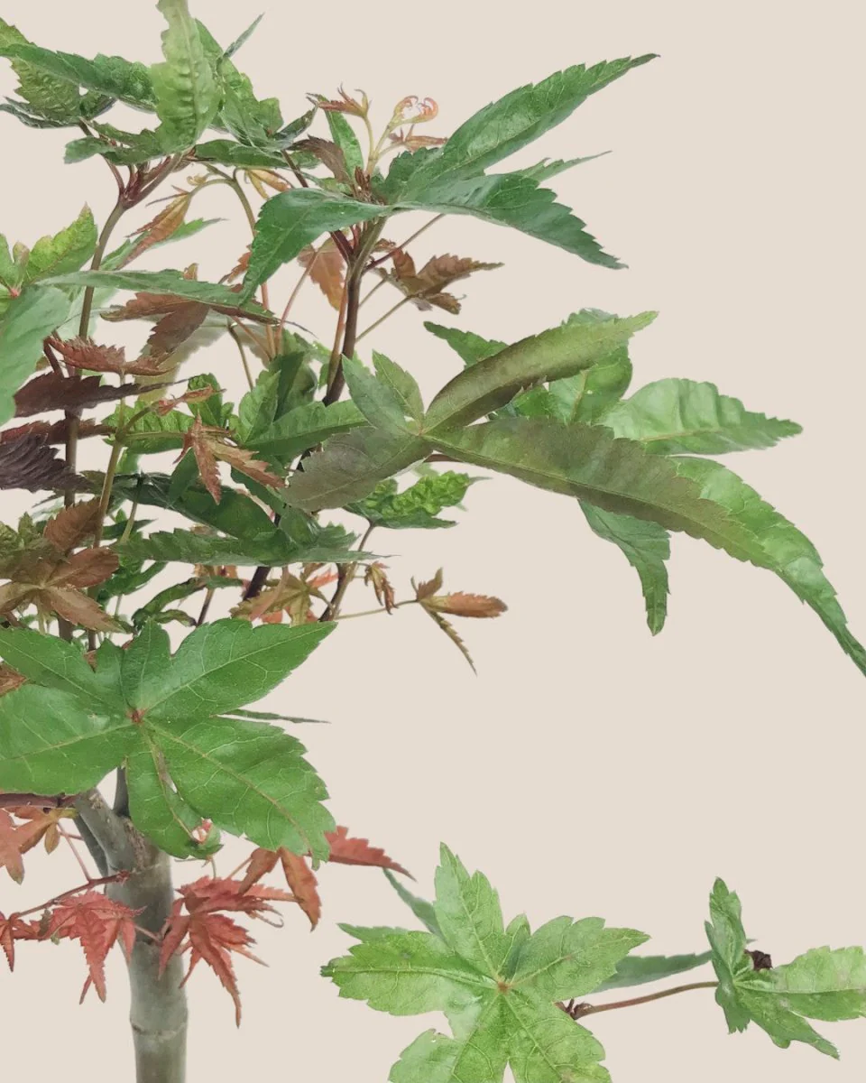 Japanese Maple Acer - Image 7