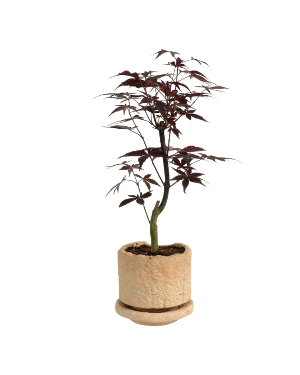 Japanese Maple Acer - Image 8