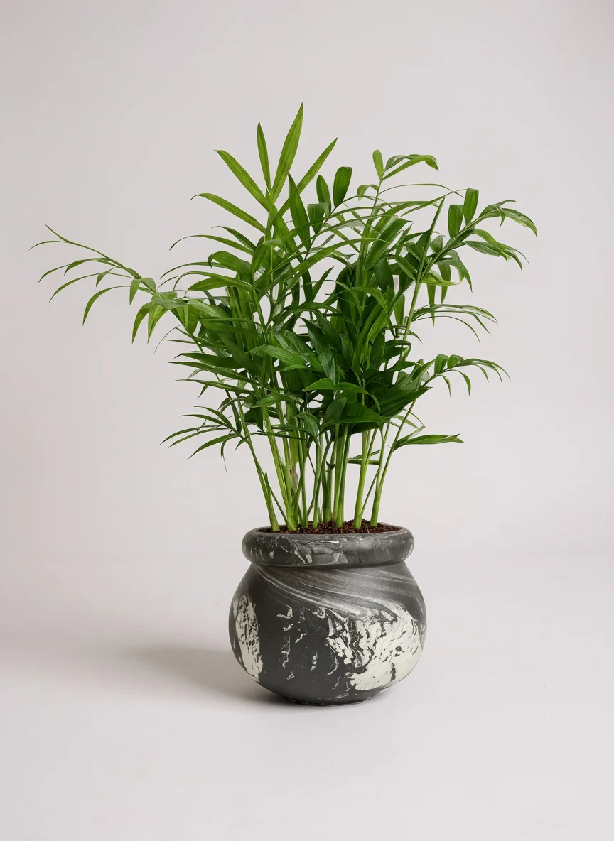 Java Palm - Image 4