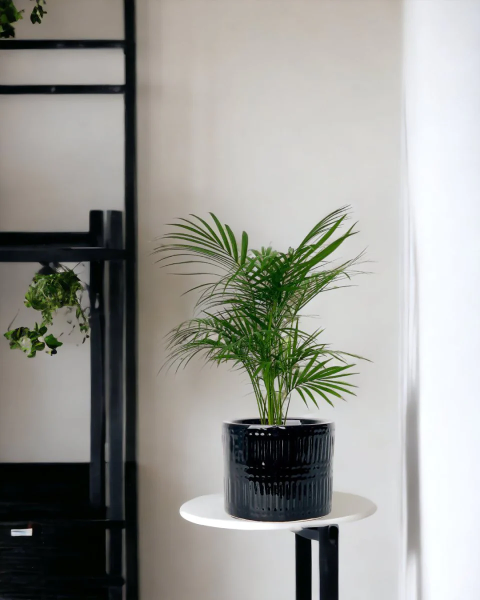 Java Palm - Image 7