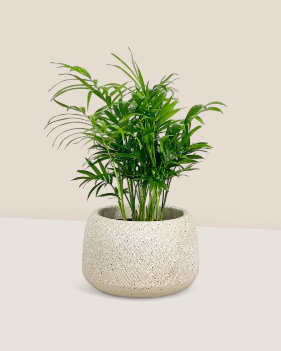 Java Palm - Image 8