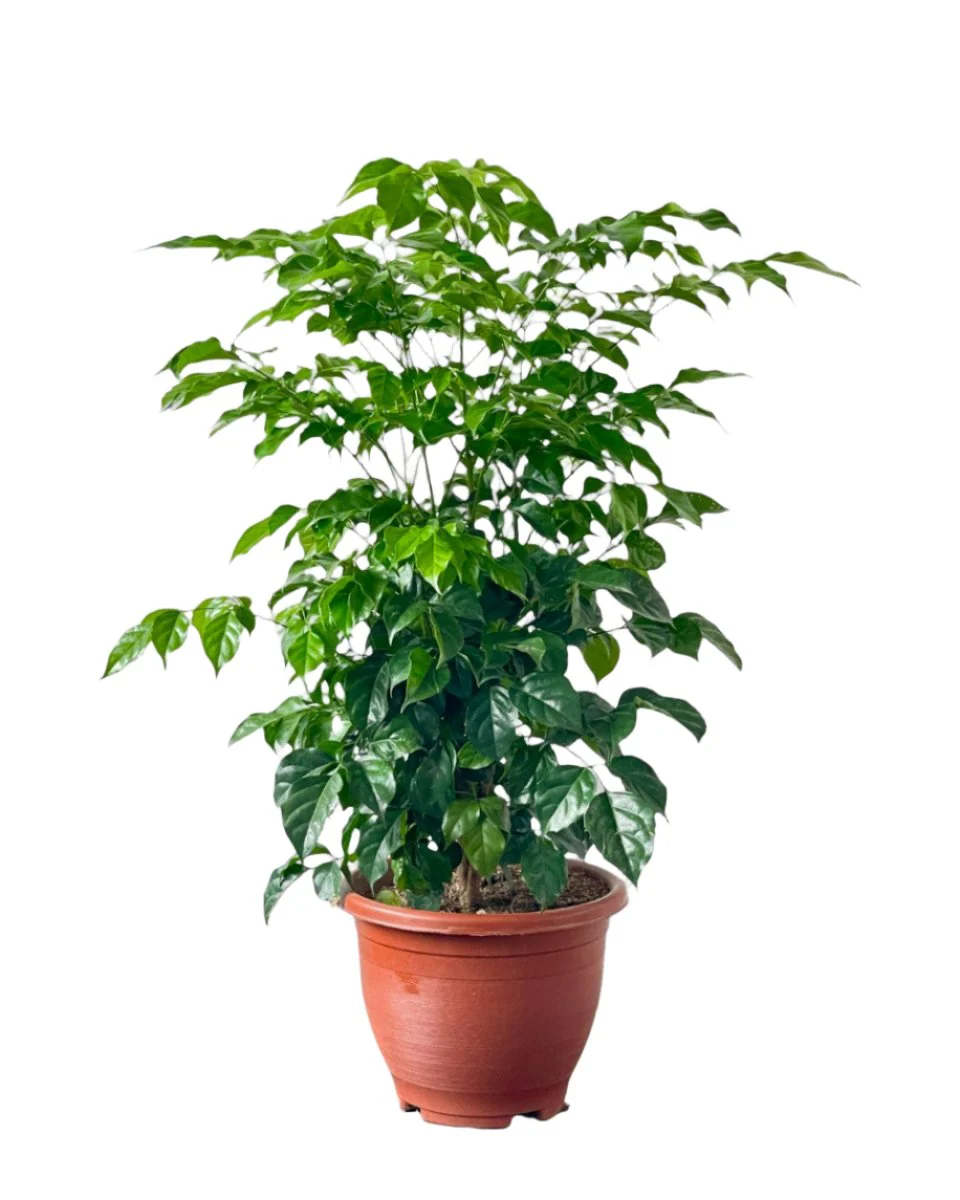 Junior China Doll Tree (0.5m) - Image 11
