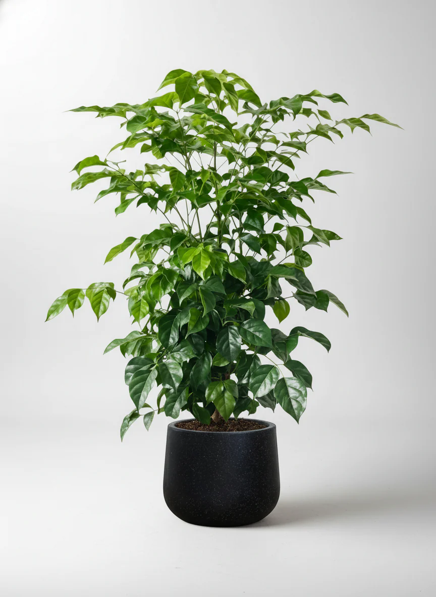 Junior China Doll Tree (0.5m) - Image 6