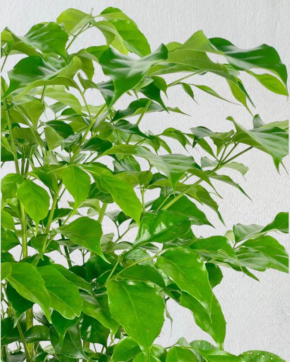 Junior China Doll Tree (0.5m) - Image 8