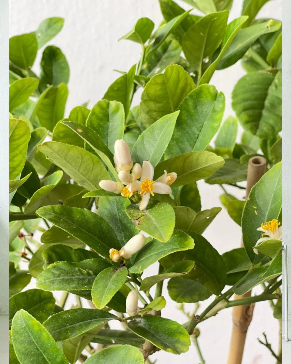 Junior Lemon Tree - Image 7