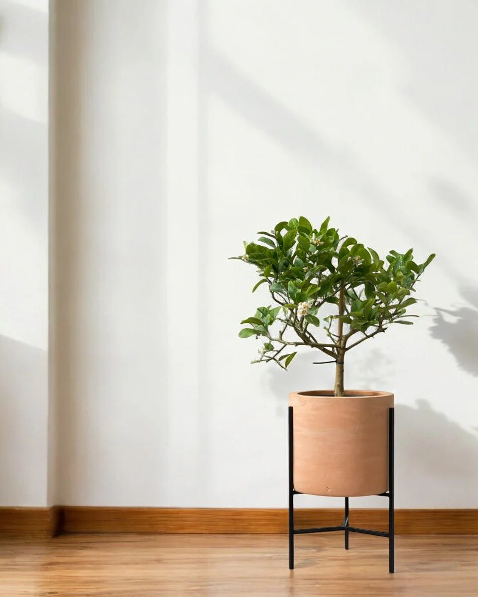 Junior Lemon Tree - Image 8