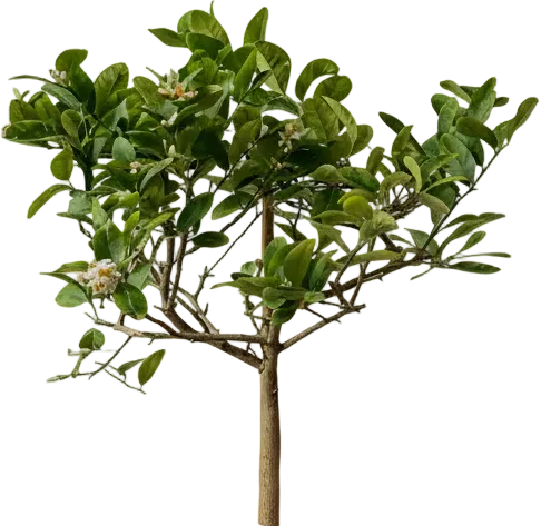 Junior Lemon Tree - Image 9