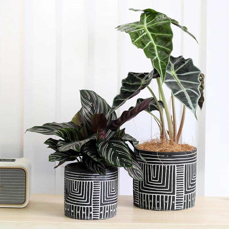 Kora Strip Pot - Image 2