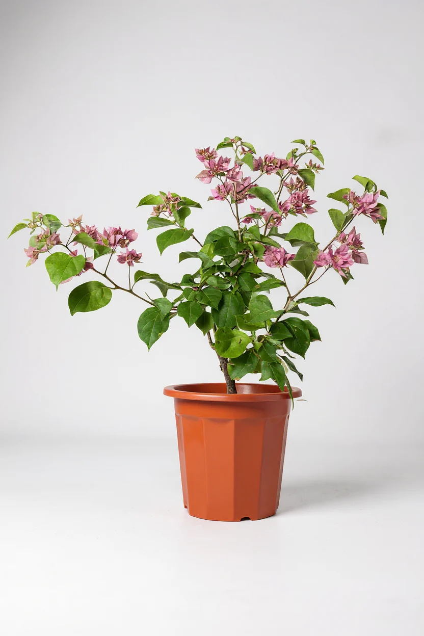 Bougainvillea - Image 5