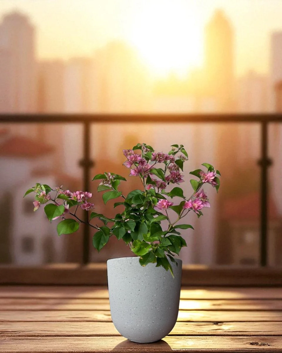 Bougainvillea - Image 6